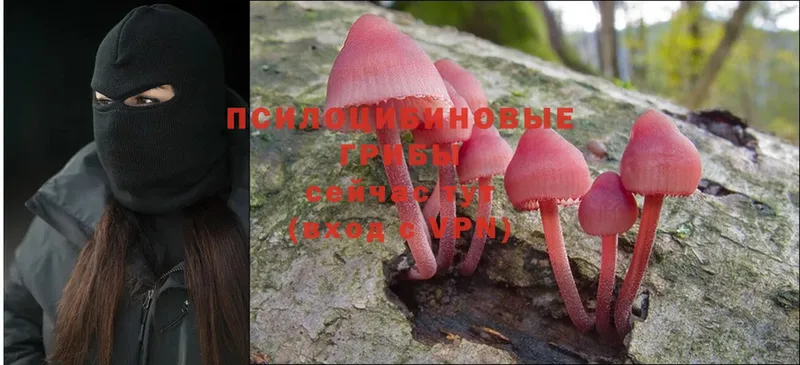 Галлюциногенные грибы Cubensis  Кудрово 